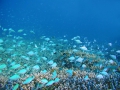 熱帯魚サンゴ礁