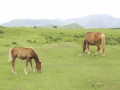 草原馬1