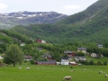 スウェーデン放牧風景