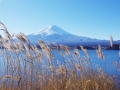 すすきと富士山