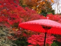 紅葉・傘2