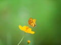 花と蝶2