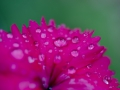 花と水滴