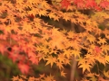 紅葉縦