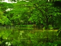 緑の水辺