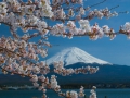 富士山桜