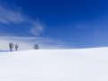 雪原